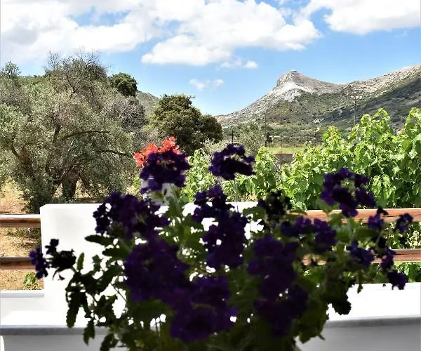 Dreamcatcher Of Zeus